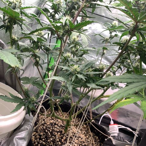 London Cheese growlog timeline photo