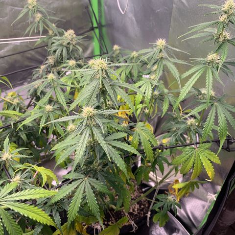 Green Poison growlog timeline photo