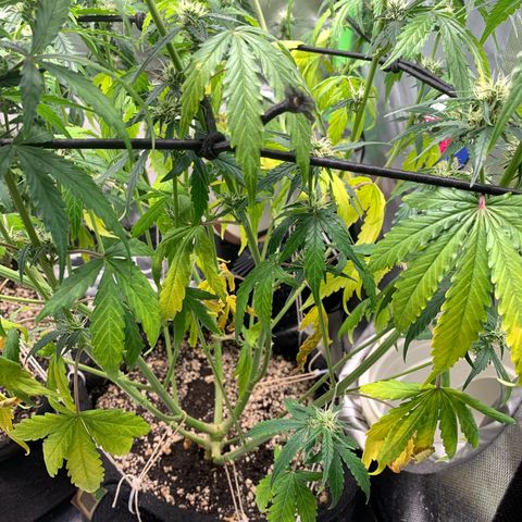 Green Poison growlog timeline photo