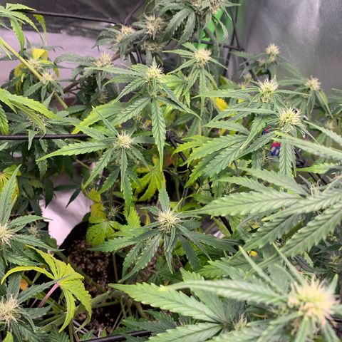 Green Poison growlog timeline photo