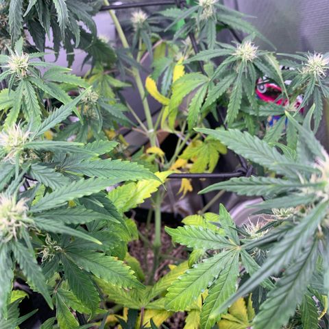 Green Poison growlog timeline photo