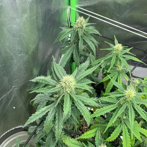 London Cheese growlog timeline photo