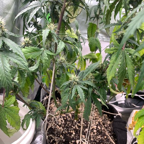London Cheese growlog timeline photo