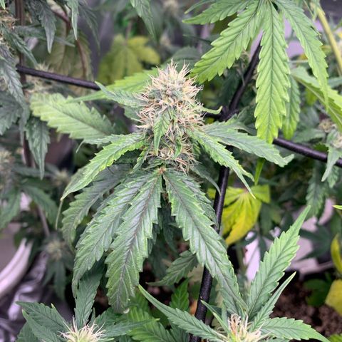London Cheese growlog timeline photo