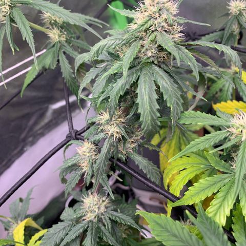 London Cheese growlog timeline photo