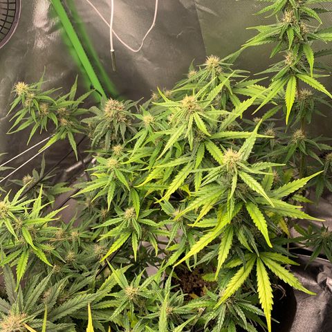 Green Poison growlog timeline photo