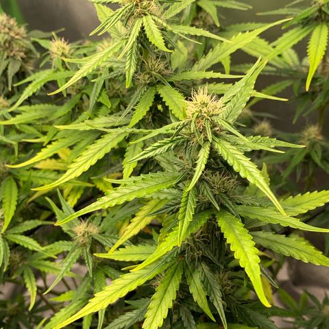 Green Poison growlog timeline photo