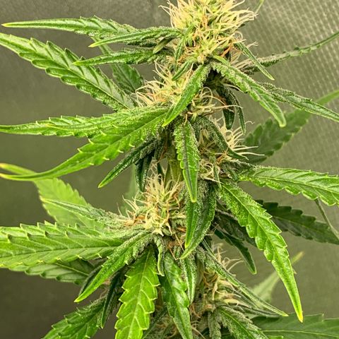 Green Poison growlog timeline photo