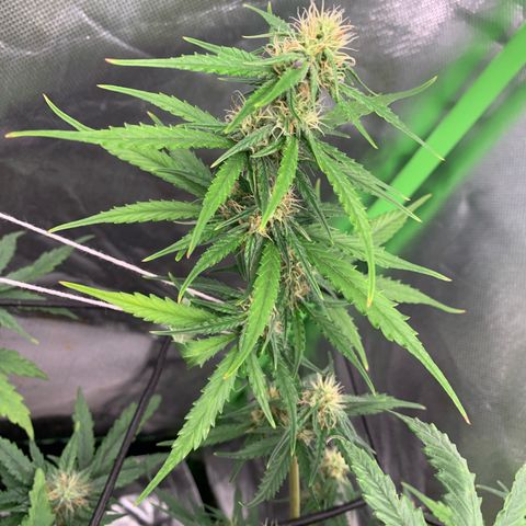 Green Poison growlog timeline photo