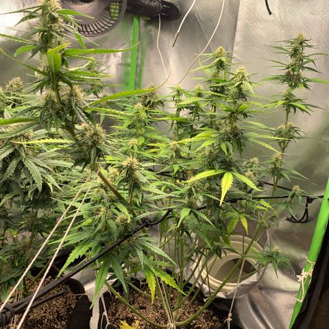 Green Poison growlog timeline photo