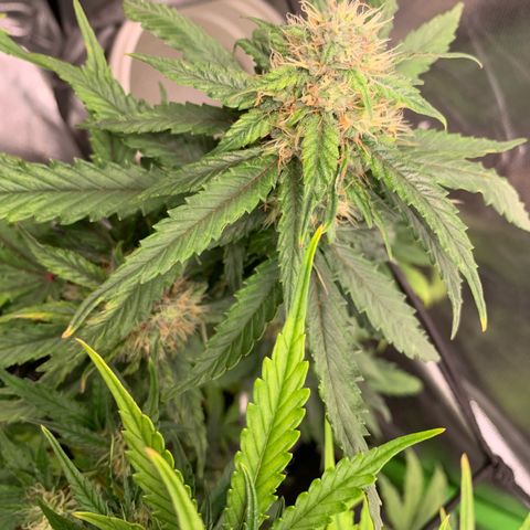 London Cheese growlog timeline photo