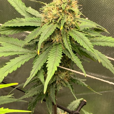 London Cheese growlog timeline photo