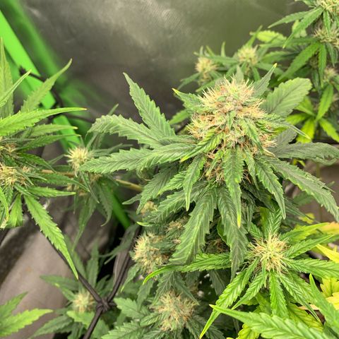 London Cheese growlog timeline photo