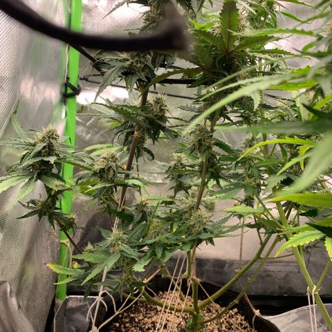 London Cheese growlog timeline photo