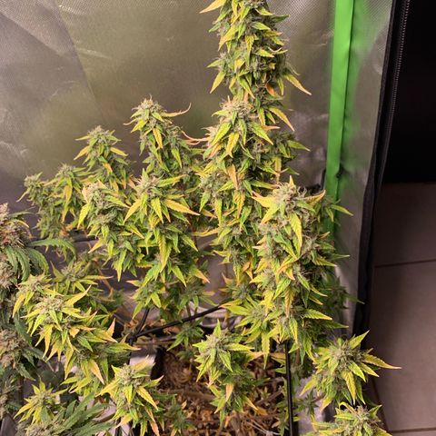 Green Poison growlog timeline photo