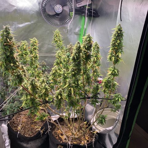 Green Poison growlog timeline photo