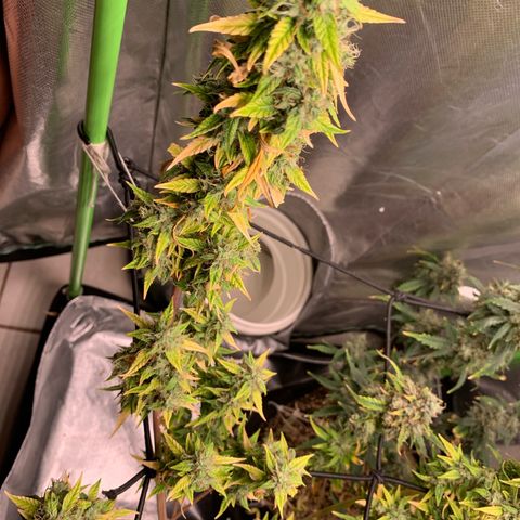Green Poison growlog timeline photo