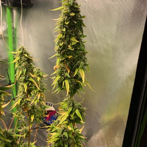 Green Poison growlog timeline photo