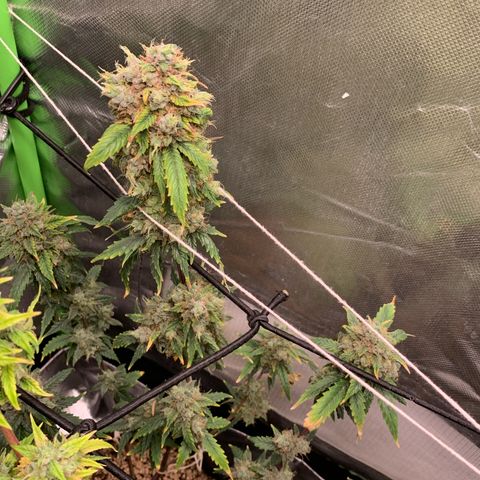 London Cheese growlog timeline photo