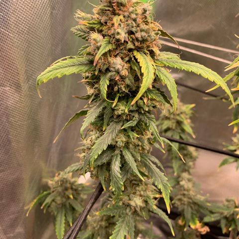 London Cheese growlog timeline photo