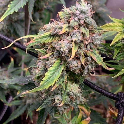 London Cheese growlog timeline photo