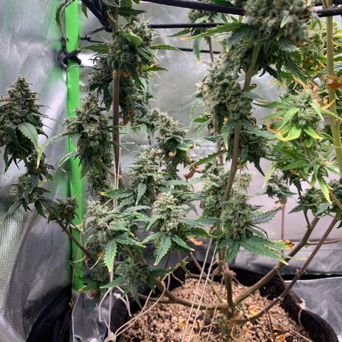 London Cheese growlog timeline photo