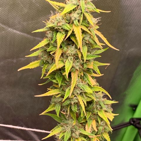 Green Poison growlog timeline photo