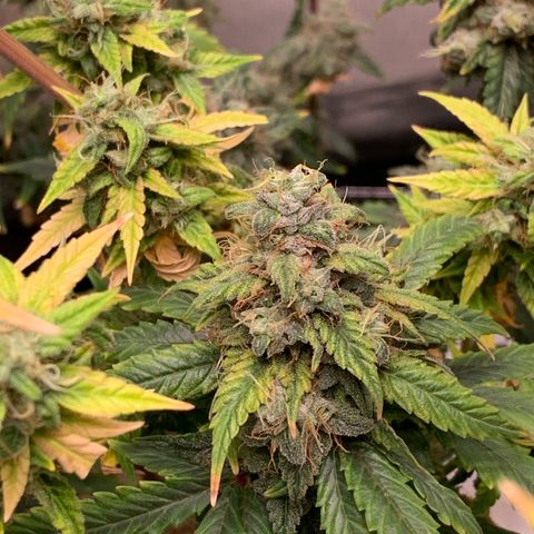 London Cheese growlog timeline photo