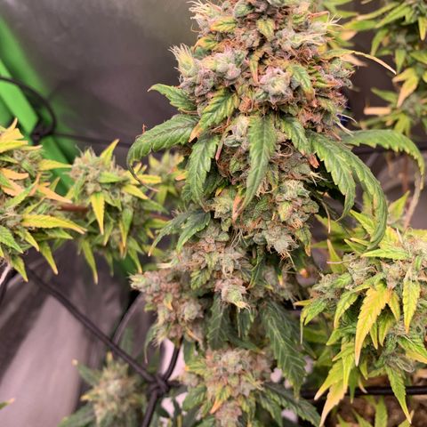 London Cheese growlog timeline photo