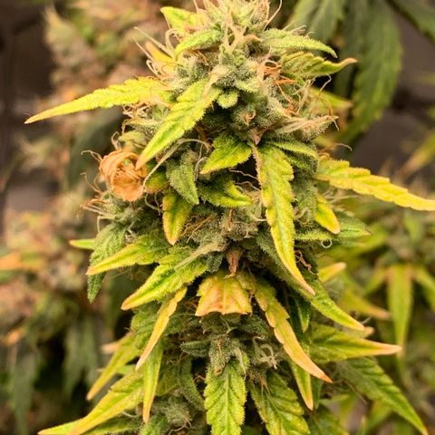 Green Poison growlog timeline photo