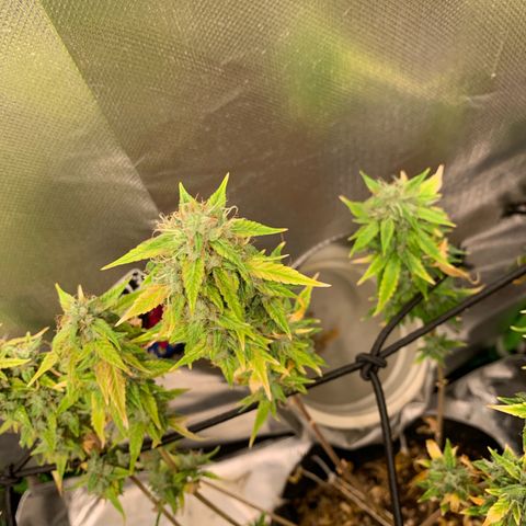 Green Poison growlog timeline photo