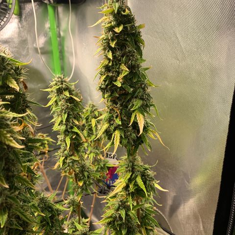 Green Poison growlog timeline photo