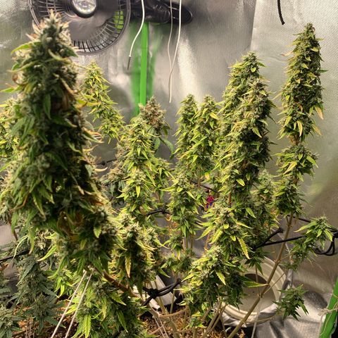 Green Poison growlog timeline photo