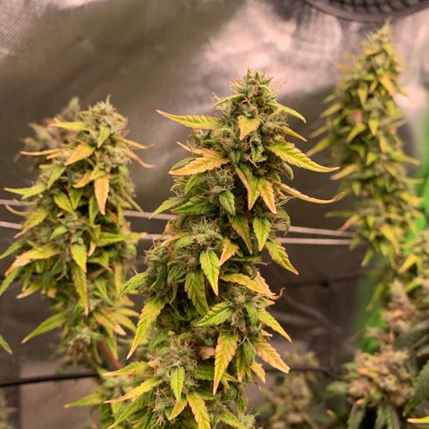 Green Poison growlog timeline photo
