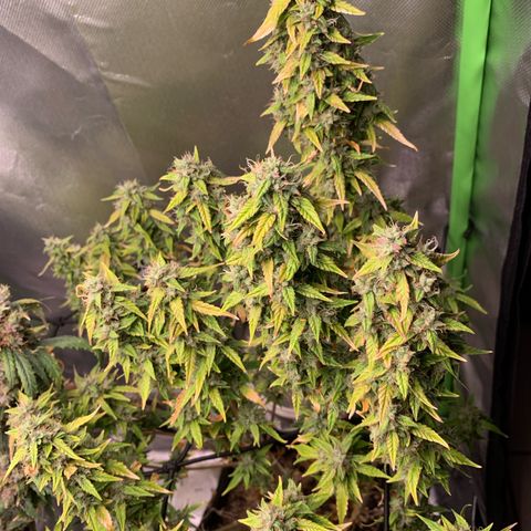 Green Poison growlog timeline photo