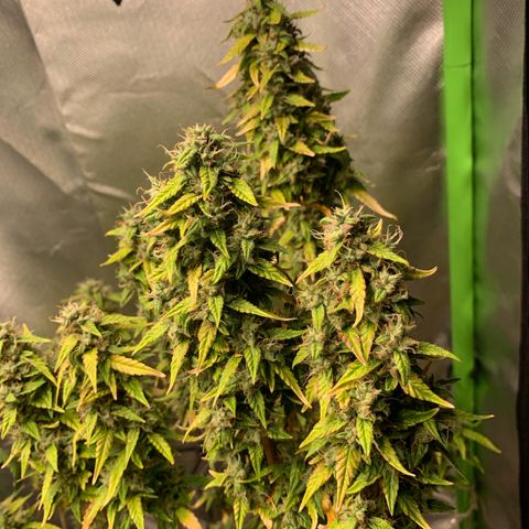 Green Poison growlog timeline photo