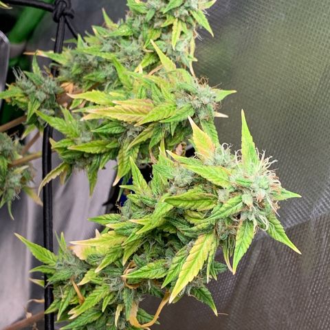 Green Poison growlog timeline photo
