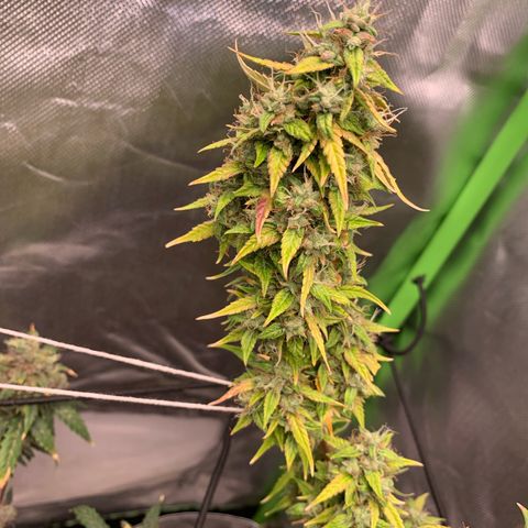 Green Poison growlog timeline photo