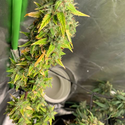Green Poison growlog timeline photo
