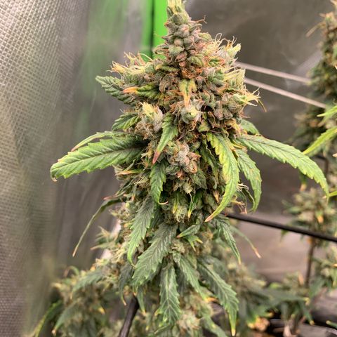 London Cheese growlog timeline photo
