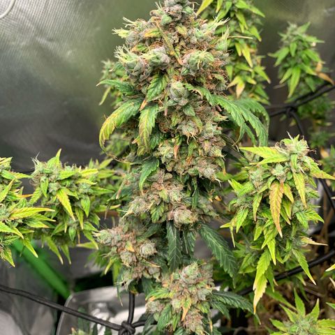 London Cheese growlog timeline photo