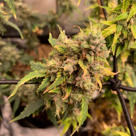 London Cheese growlog timeline photo