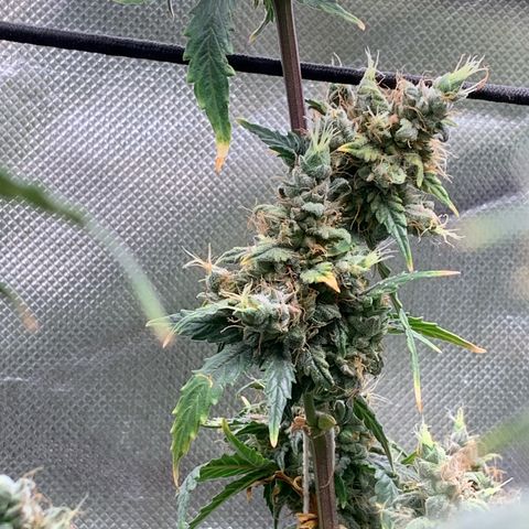 London Cheese growlog timeline photo
