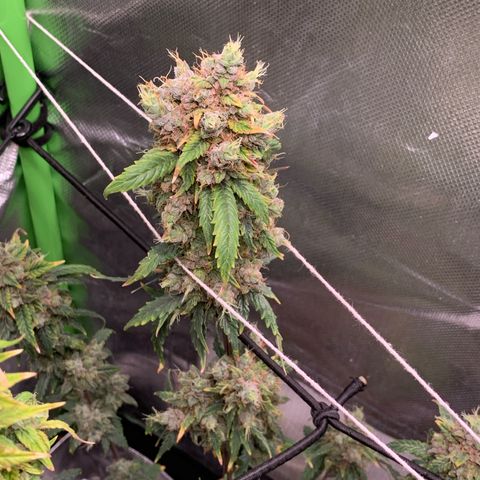 London Cheese growlog timeline photo