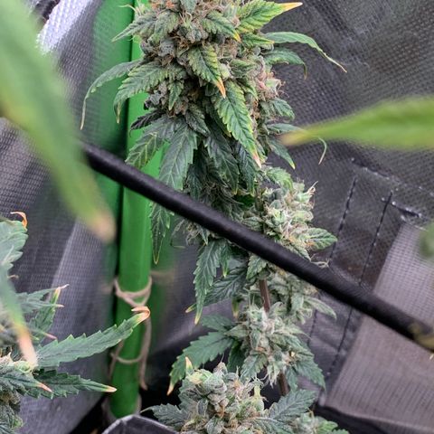 London Cheese growlog timeline photo