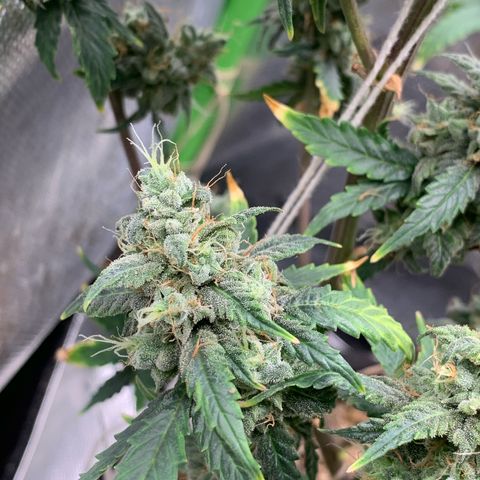 London Cheese growlog timeline photo