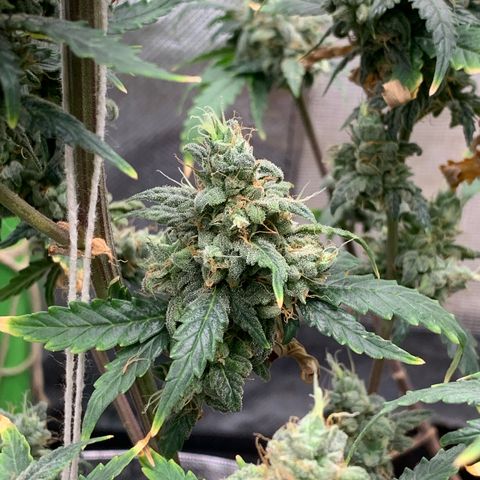 London Cheese growlog timeline photo