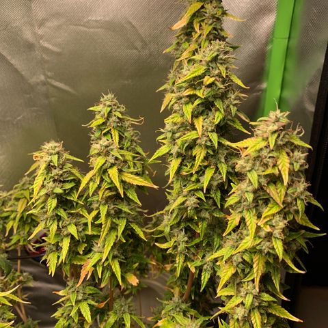 Green Poison growlog timeline photo