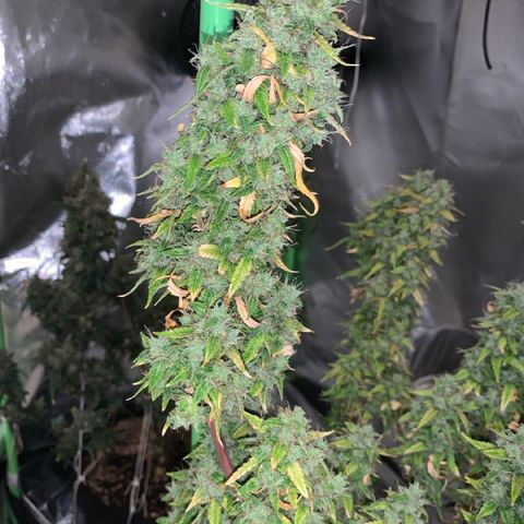 Green Poison growlog timeline photo