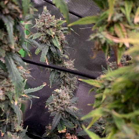 London Cheese growlog timeline photo